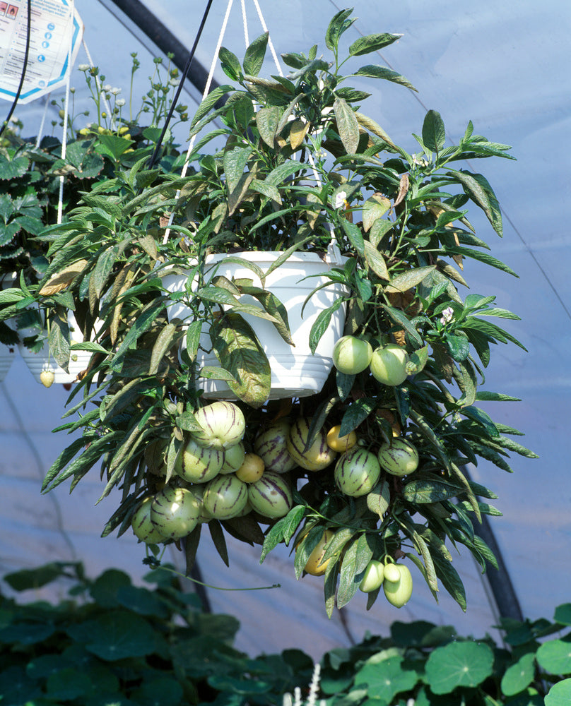 Lot De 3 Pepino Gold « Poire Melon » – Plante D’Extérieur