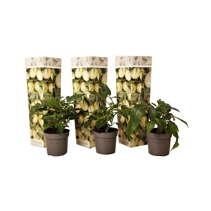 Lot De 3 Pepino Gold « Poire Melon » – Plante D’Extérieur