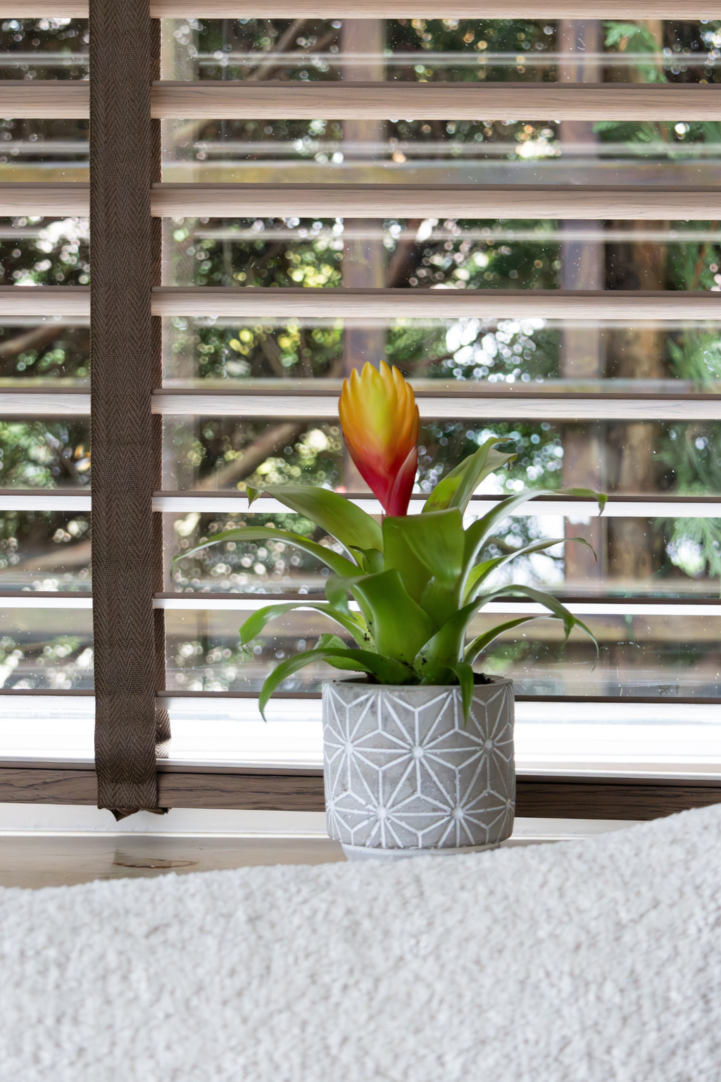 Lot De 3 Tillandsia Vriesea « Épée Flamboyante » – Plante D’Intérieur