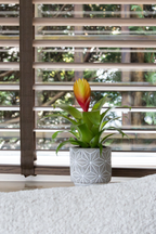 Lot De 3 Tillandsia Vriesea « Épée Flamboyante » – Plante D’Intérieur