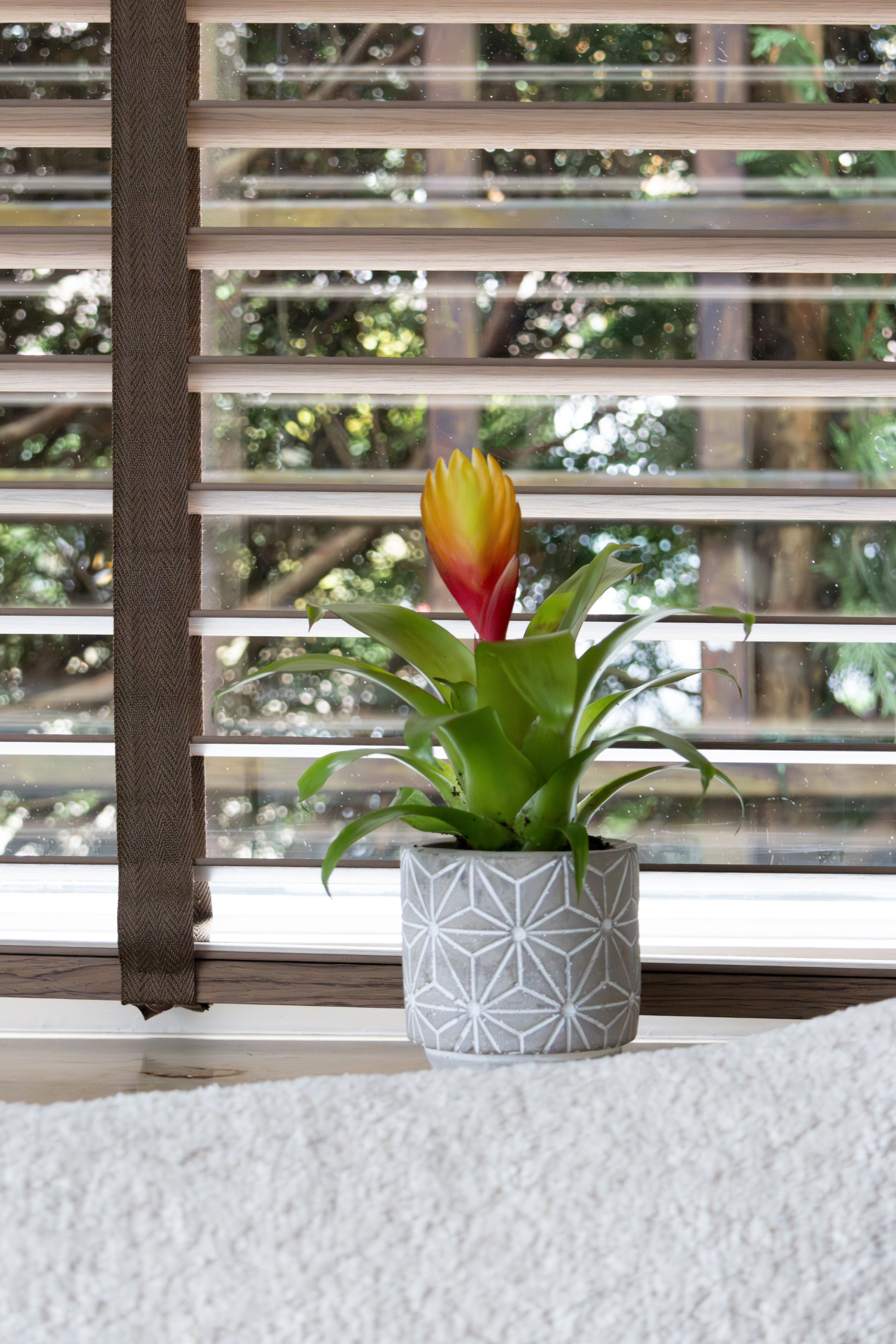 Lot De 3 Tillandsia Vriesea « Épée Flamboyante » – Plante D’Intérieur