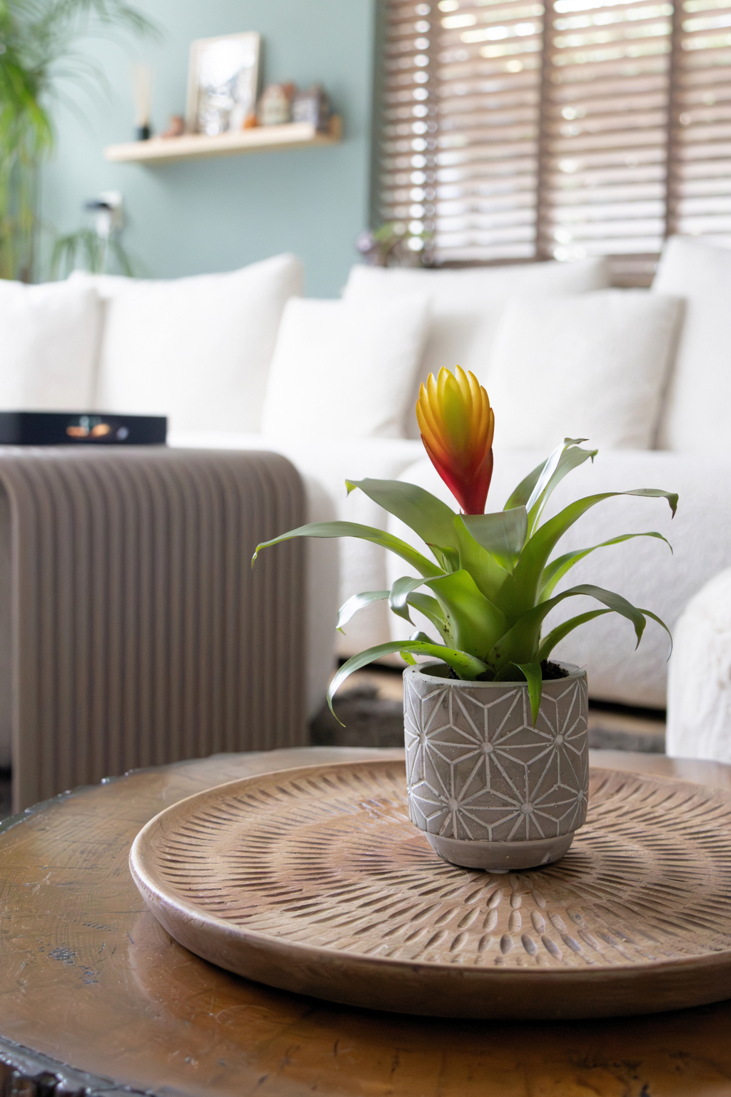 Lot De 3 Tillandsia Vriesea « Épée Flamboyante » – Plante D’Intérieur