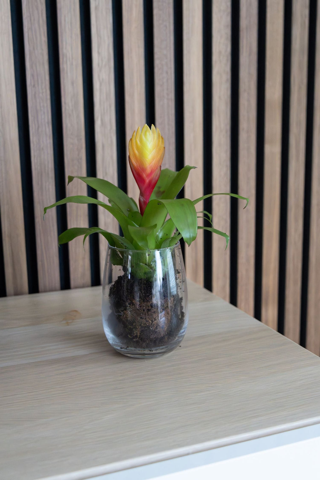 Lot De 3 Tillandsia Vriesea « Épée Flamboyante » – Plante D’Intérieur