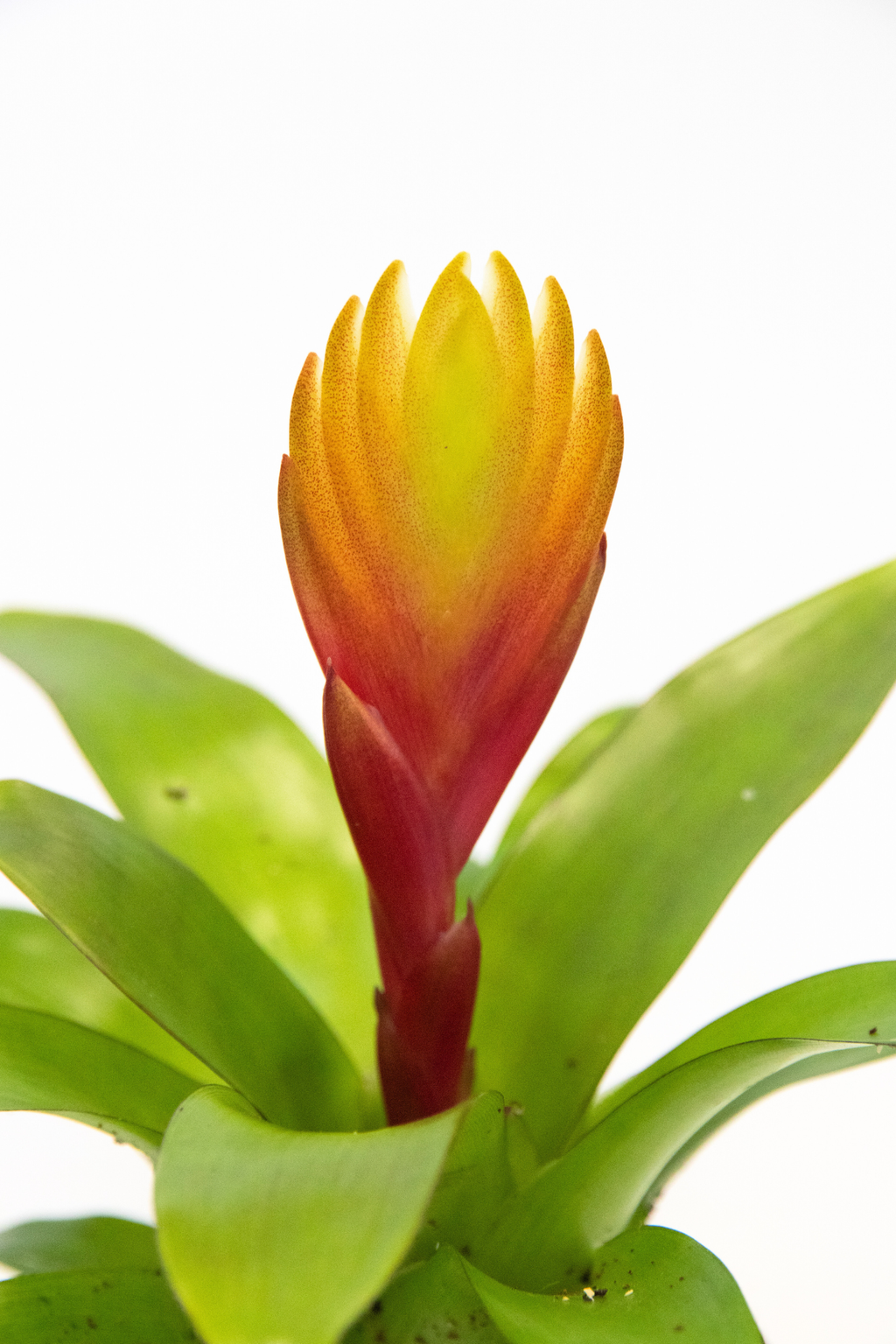 Lot De 3 Tillandsia Vriesea « Épée Flamboyante » – Plante D’Intérieur