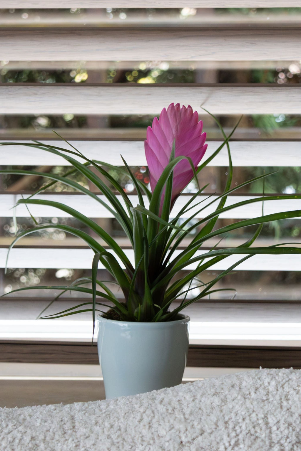 Lot De 3 Tillandsia Cyanea Pastel Avec Pot – Plante D’Intérieur