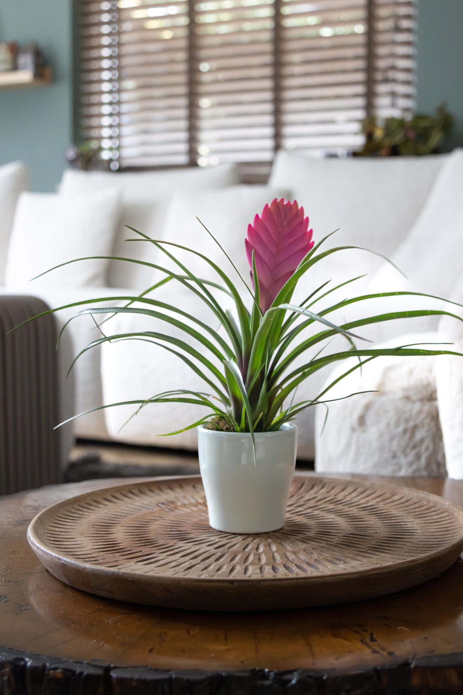 Lot De 3 Tillandsia Cyanea Pastel Avec Pot – Plante D’Intérieur