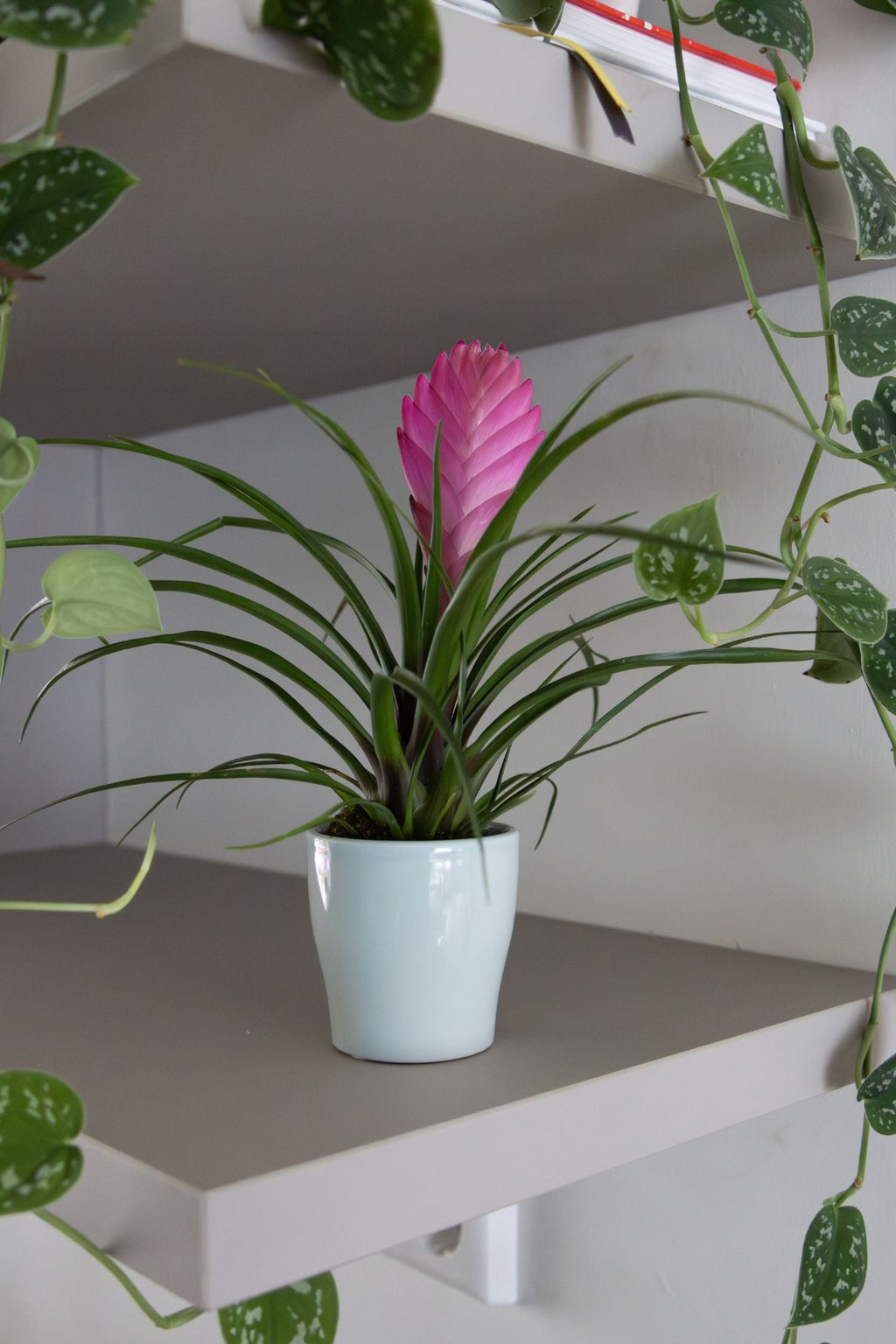 Lot De 3 Tillandsia Cyanea Pastel Avec Pot – Plante D’Intérieur