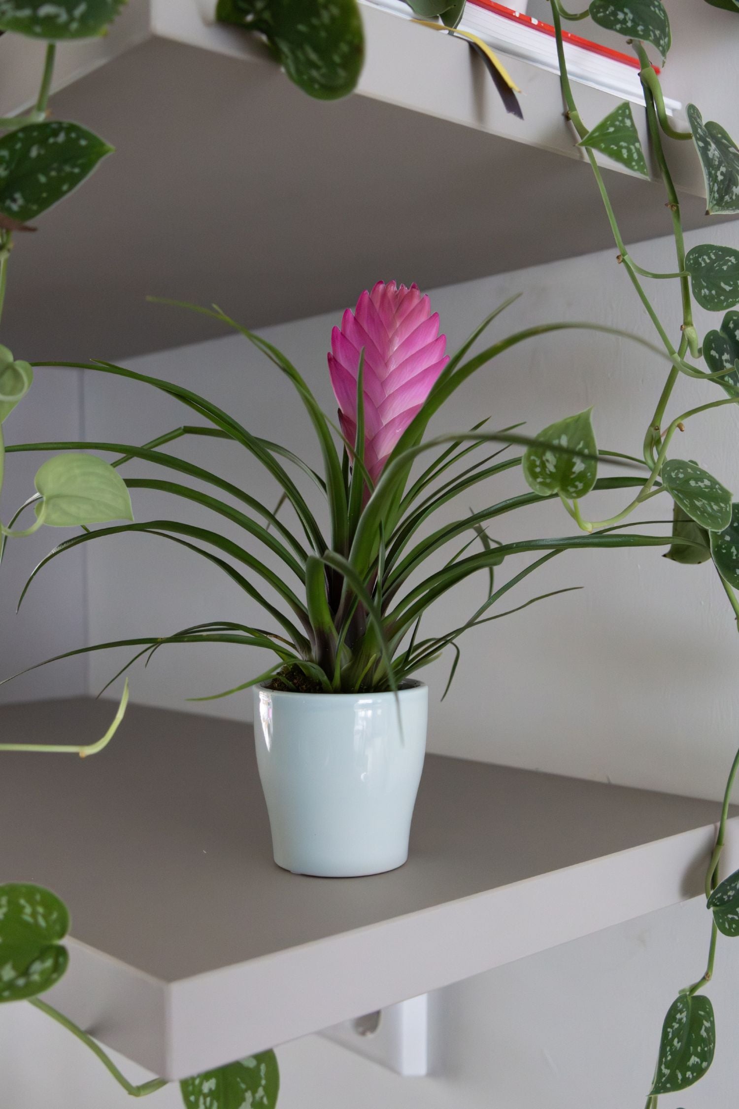 Lot De 3 Tillandsia Cyanea Pastel Avec Pot – Plante D’Intérieur
