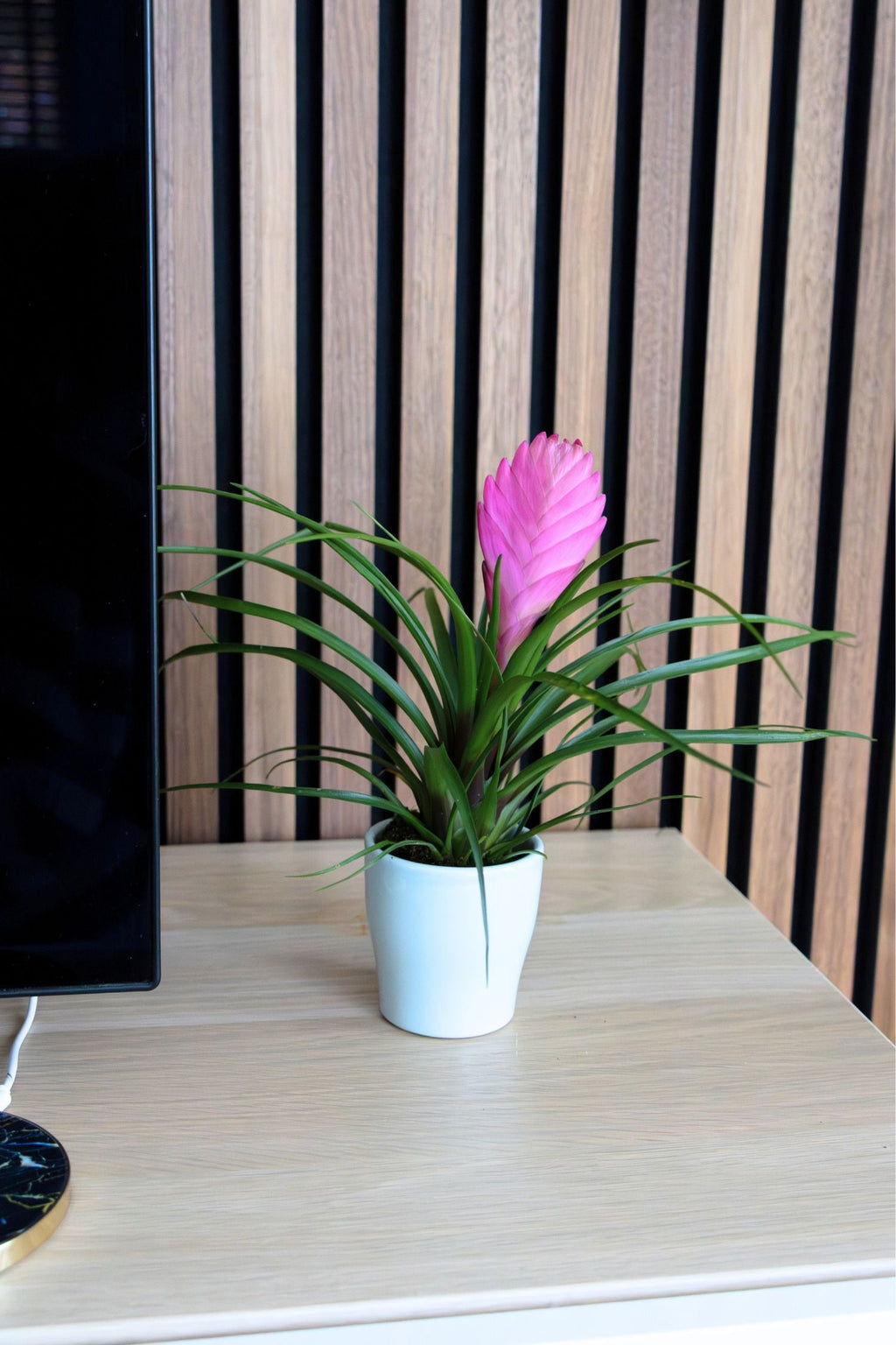 Lot De 3 Tillandsia Cyanea Pastel Avec Pot – Plante D’Intérieur