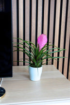 Lot De 3 Tillandsia Cyanea Pastel Avec Pot – Plante D’Intérieur