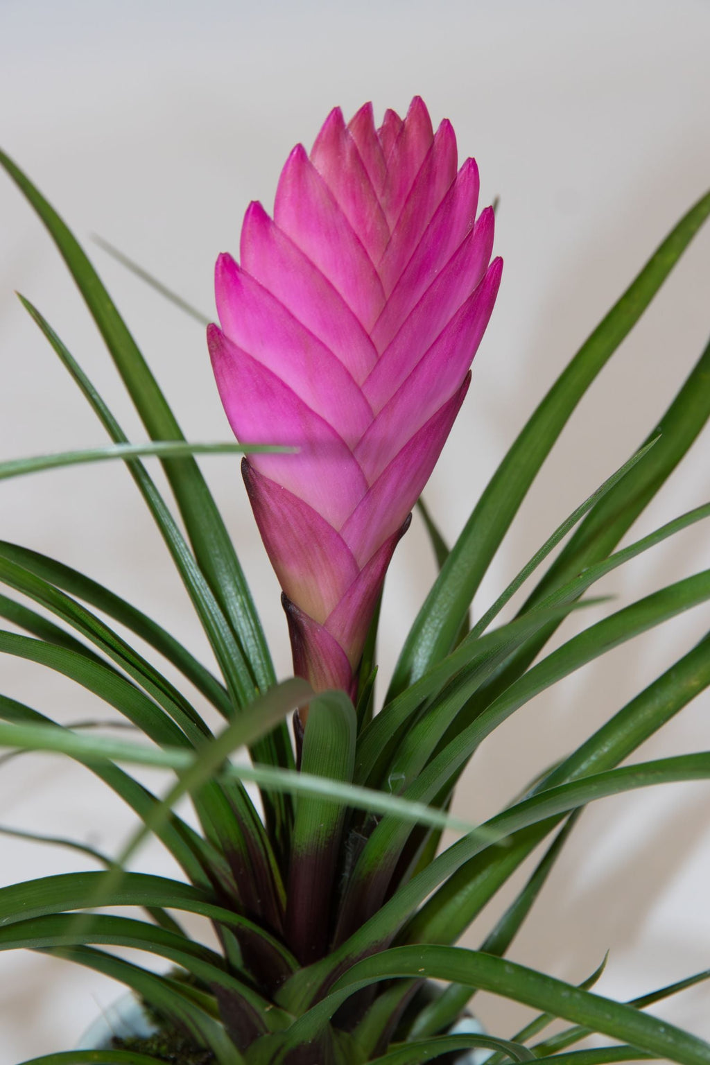 Lot De 3 Tillandsia Cyanea Pastel Avec Pot – Plante D’Intérieur