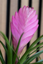 Lot De 3 Tillandsia Cyanea Pastel Avec Pot – Plante D’Intérieur