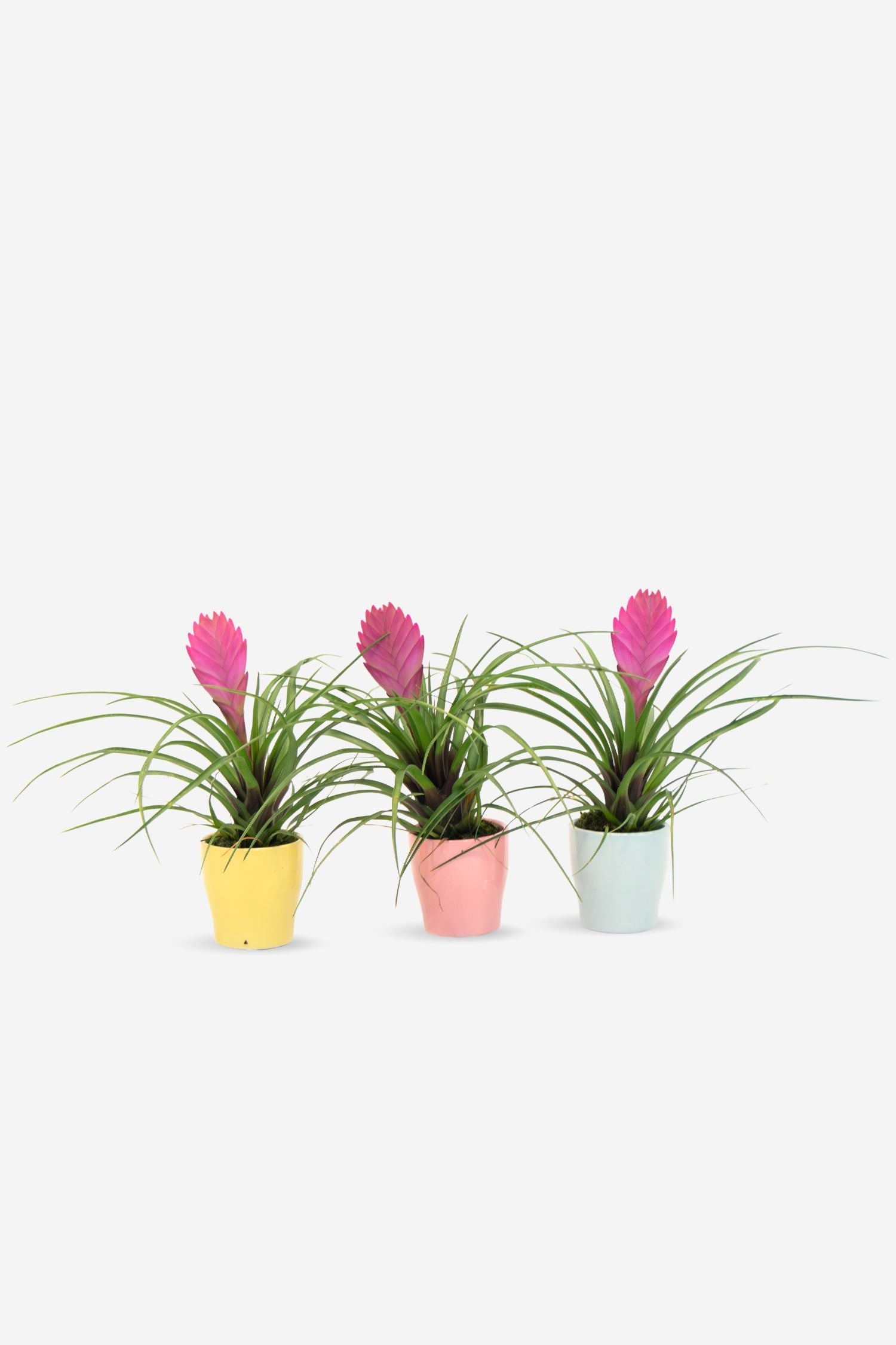 Lot De 3 Tillandsia Cyanea Pastel Avec Pot – Plante D’Intérieur