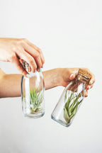 Lot De 3 Tillandsia En Bouteille Décorative – Plante D’Intérieur