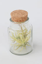 Lot De 3 Tillandsia En Bouteille Décorative – Plante D’Intérieur