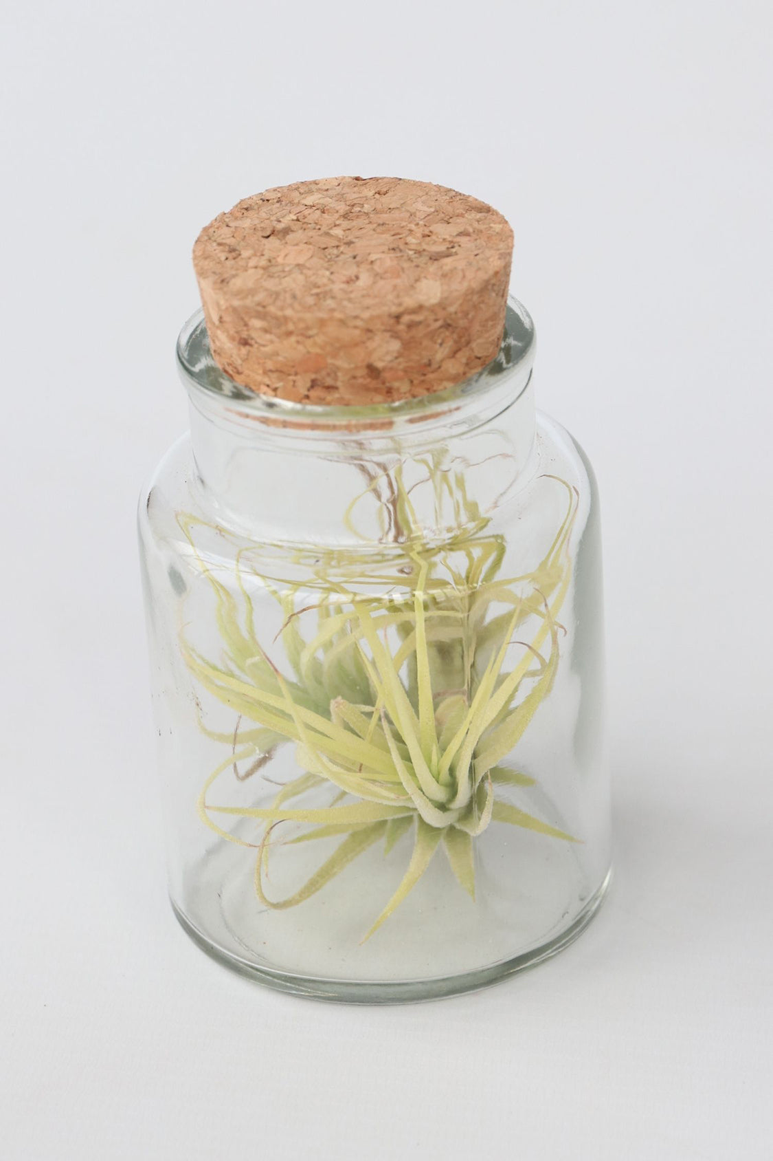 Lot De 3 Tillandsia En Bouteille Décorative – Plante D’Intérieur