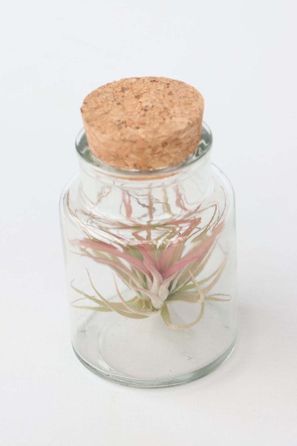 Lot De 3 Tillandsia En Bouteille Décorative – Plante D’Intérieur