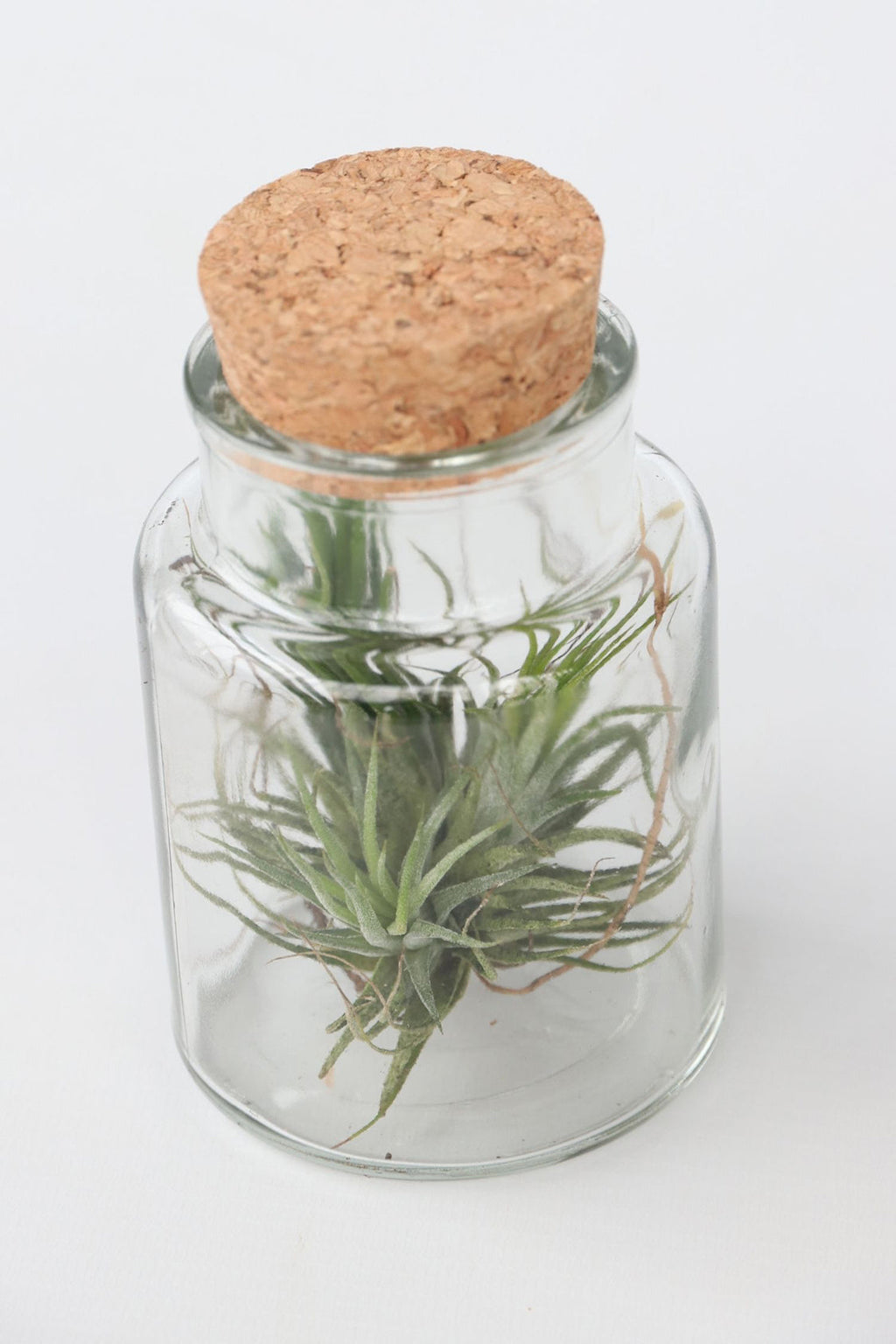Lot De 3 Tillandsia En Bouteille Décorative – Plante D’Intérieur