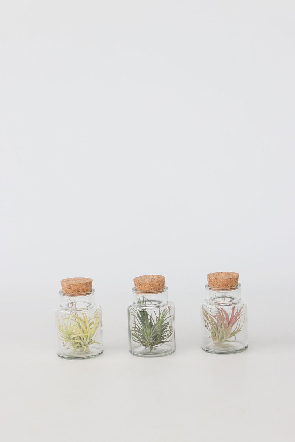 Lot De 3 Tillandsia En Bouteille Décorative – Plante D’Intérieur