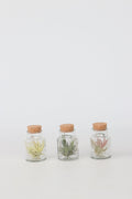 Lot De 3 Tillandsia En Bouteille Décorative – Plante D’Intérieur