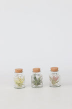 Lot De 3 Tillandsia En Bouteille Décorative – Plante D’Intérieur