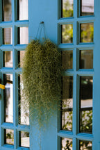 Lot 3 Tillandsia Usneoides 'Barbe Tillandsia' - Plantes D'Intérieur