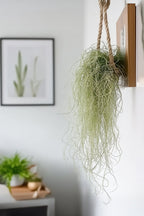 Lot De 3 Tillandsia Usneoides « Barbe De Vieillard » – Plante D’Intérieur