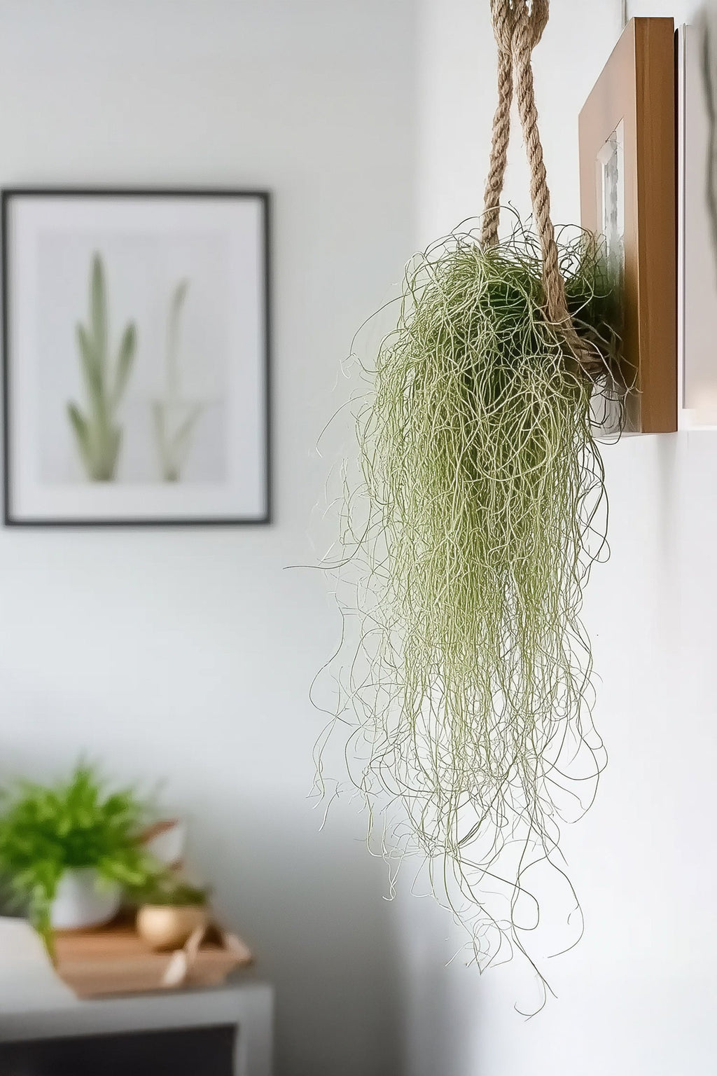 Lot 3 Tillandsia Usneoides 'Barbe Tillandsia' - Plantes D'Intérieur