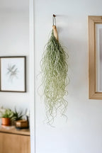 Lot De 3 Tillandsia Usneoides « Barbe De Vieillard » – Plante D’Intérieur