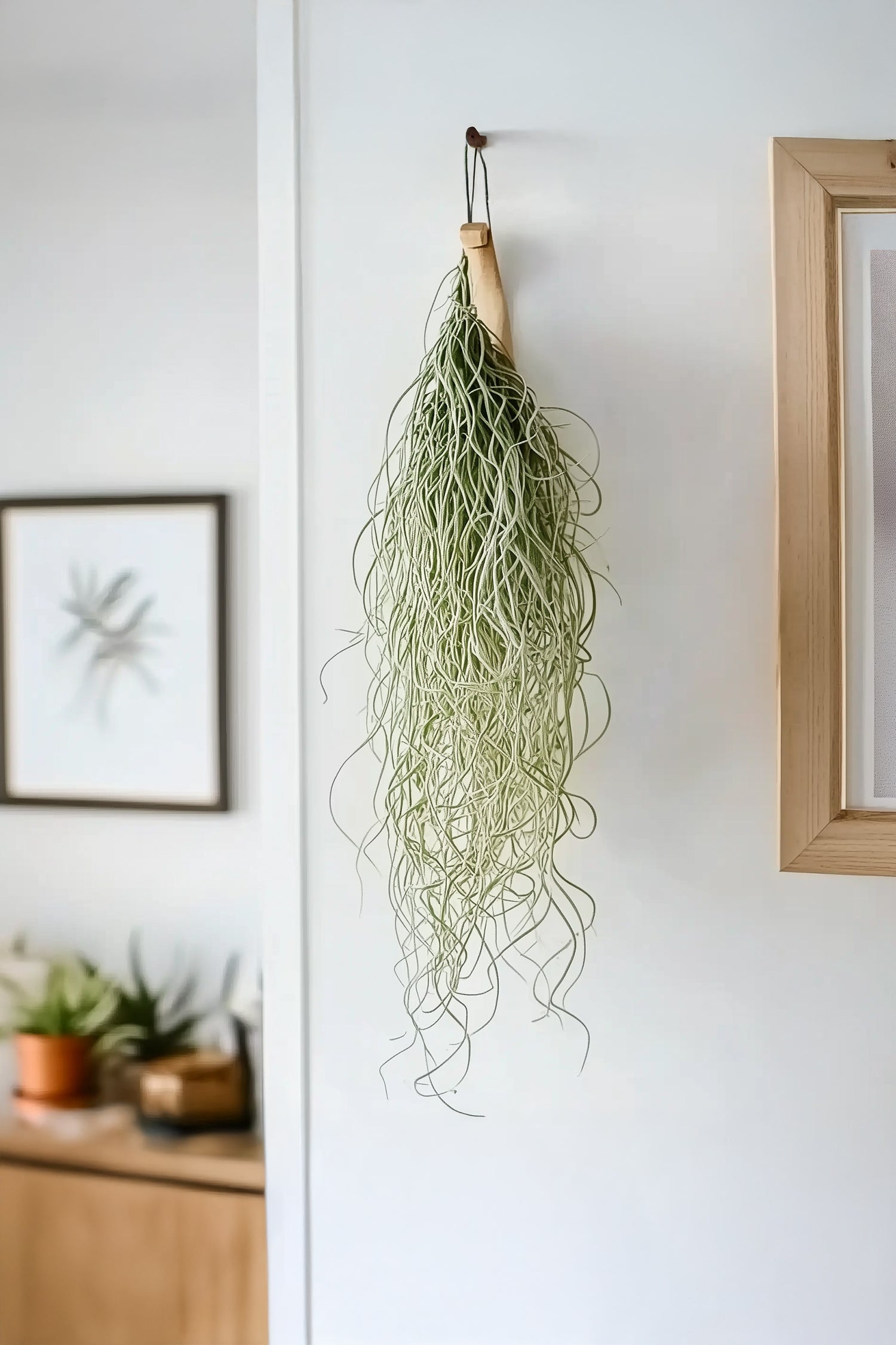 Lot 3 Tillandsia Usneoides 'Barbe Tillandsia' - Plantes D'Intérieur