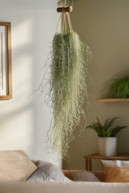 Lot De 3 Tillandsia Usneoides « Barbe De Vieillard » – Plante D’Intérieur