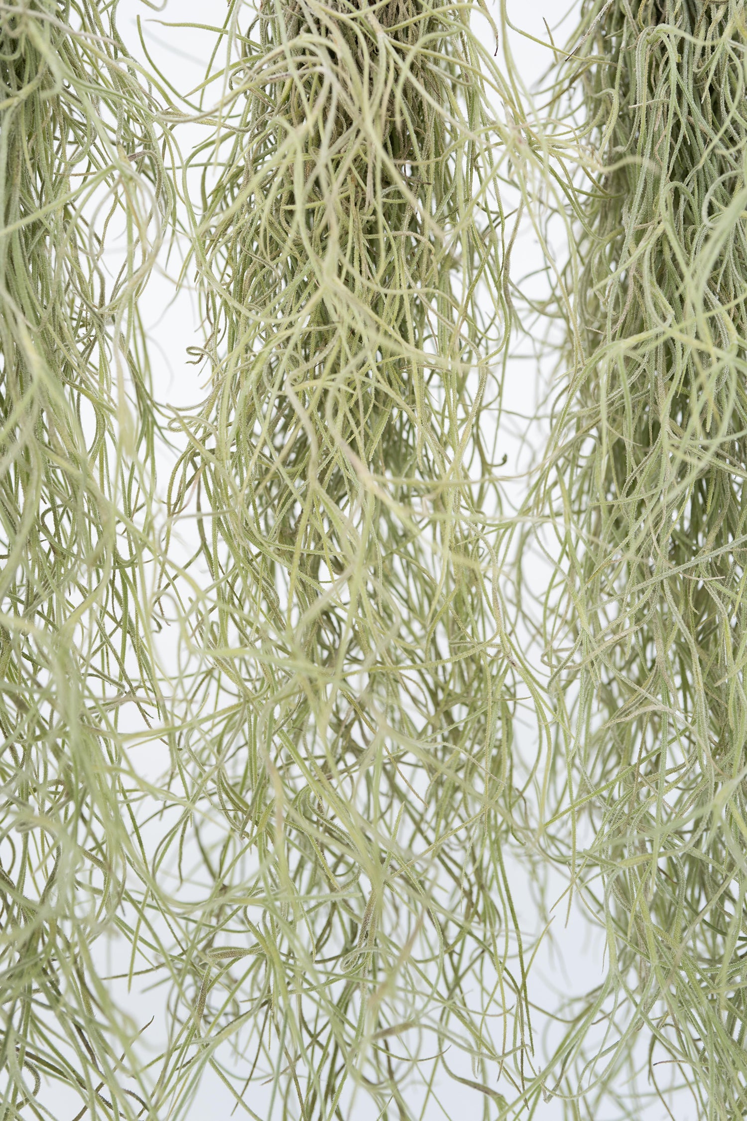 Lot De 3 Tillandsia Usneoides « Barbe De Vieillard » – Plante D’Intérieur