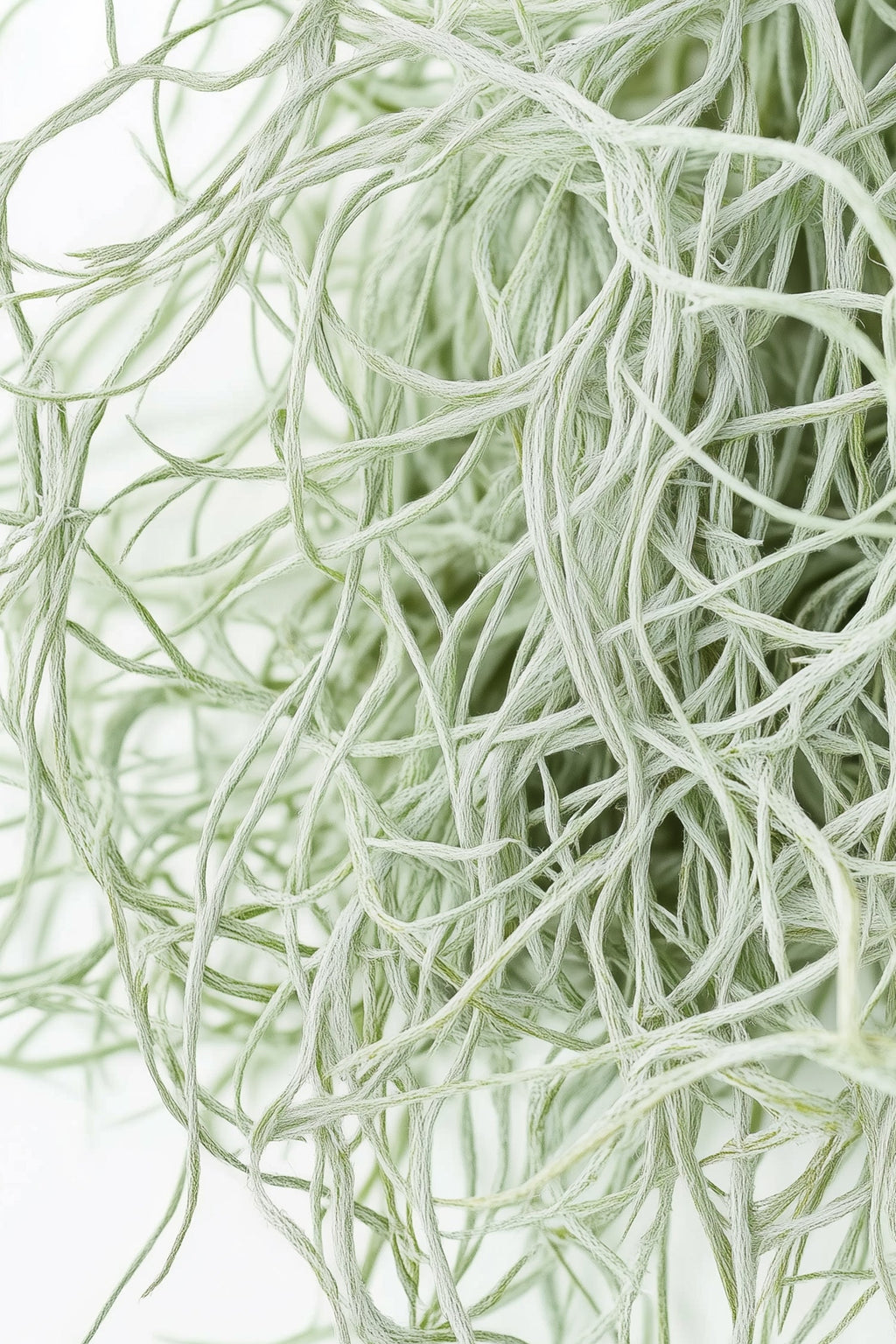 Lot 3 Tillandsia Usneoides 'Barbe Tillandsia' - Plantes D'Intérieur