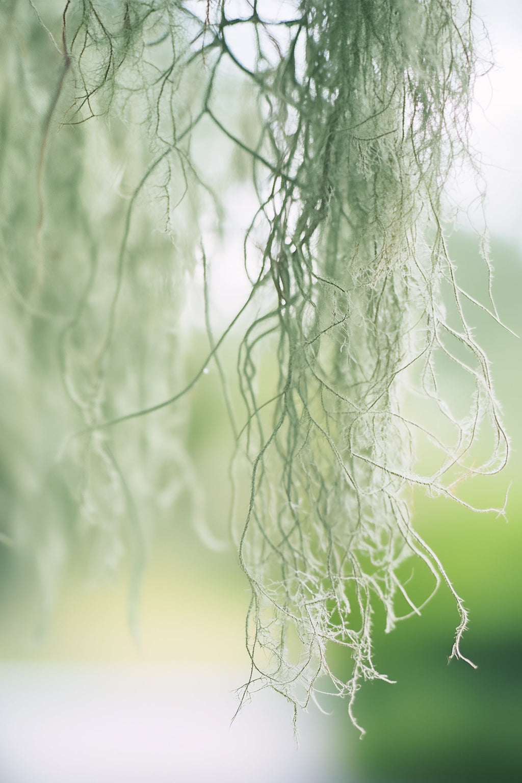 Lot 3 Tillandsia Usneoides 'Barbe Tillandsia' - Plantes D'Intérieur