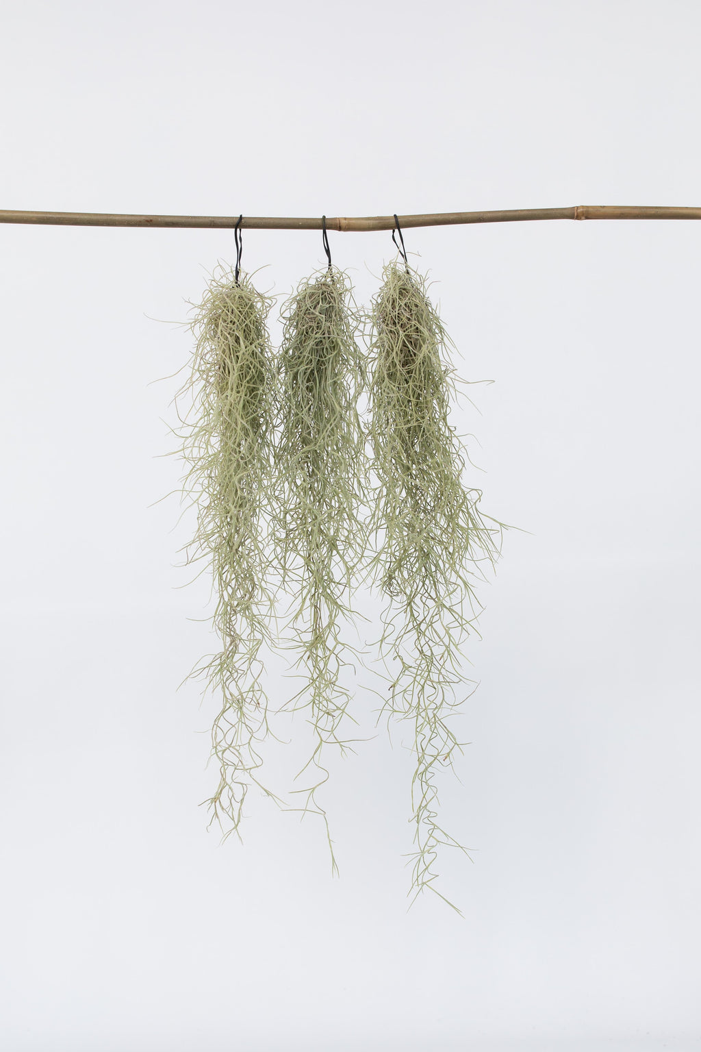 Lot 3 Tillandsia Usneoides 'Barbe Tillandsia' - Plantes D'Intérieur