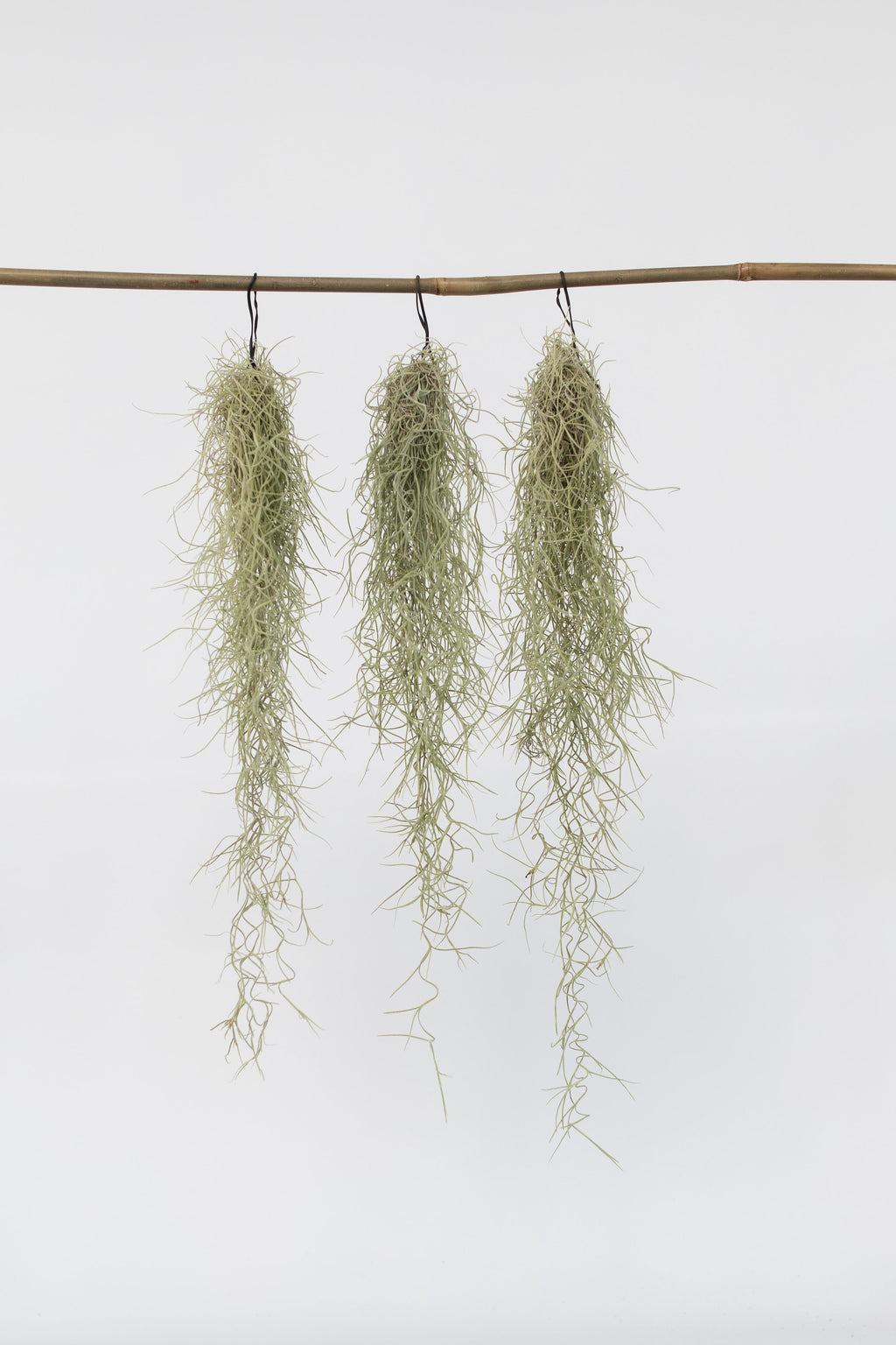 Lot 3 Tillandsia Usneoides 'Barbe Tillandsia' - Plantes D'Intérieur