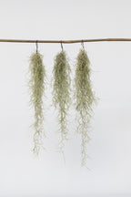 Lot 3 Tillandsia Usneoides 'Barbe Tillandsia' - Plantes D'Intérieur