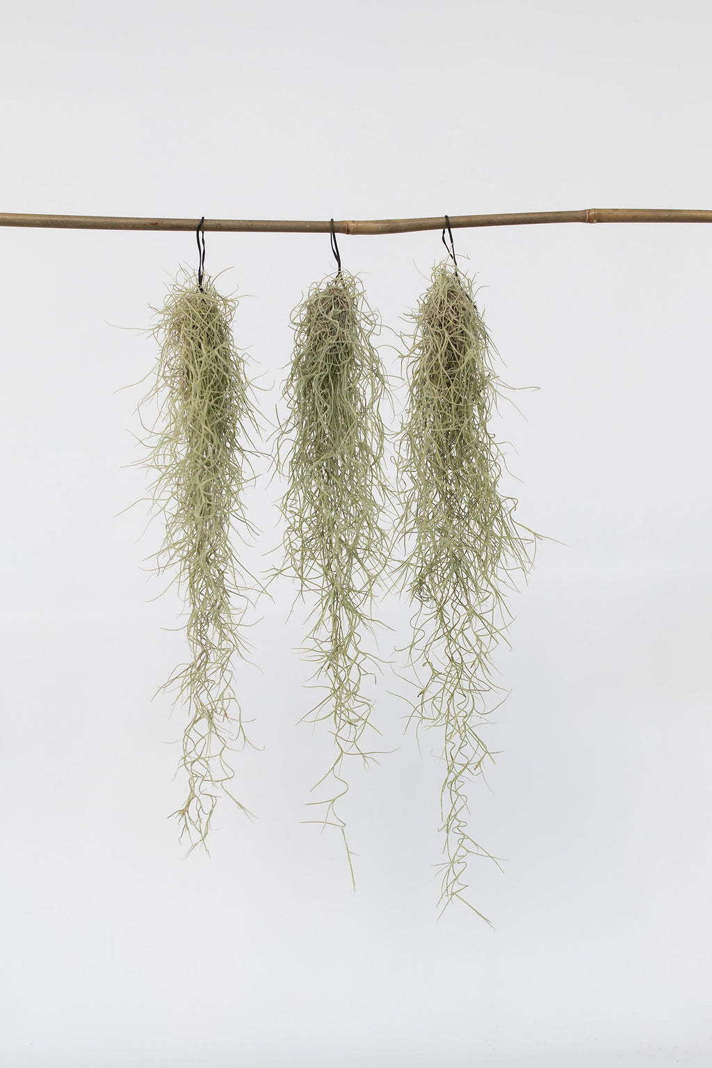 Lot De 3 Tillandsia Usneoides « Barbe De Vieillard » – Plante D’Intérieur
