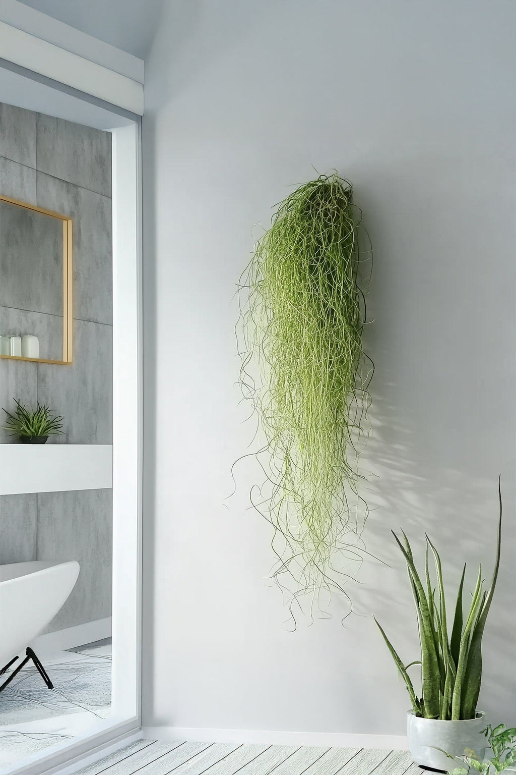 Lot 3 Tillandsia Usneoides 'Barbe Tillandsia' - Plantes D'Intérieur