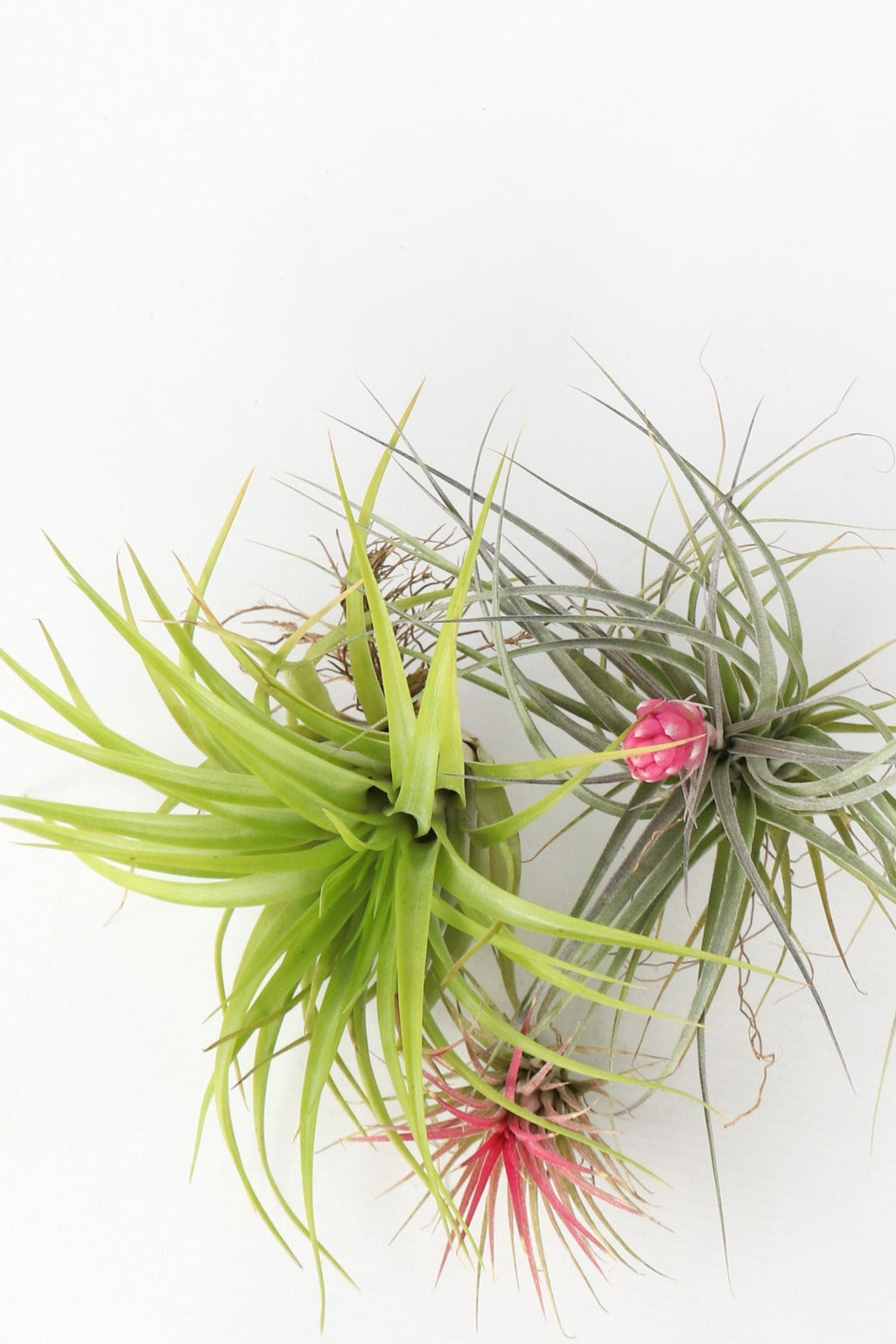 Lot De 6 Tillandsia – Plante D’Intérieur