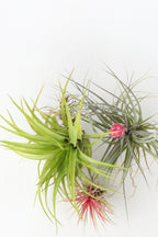 Lot De 6 Tillandsia – Plante D’Intérieur