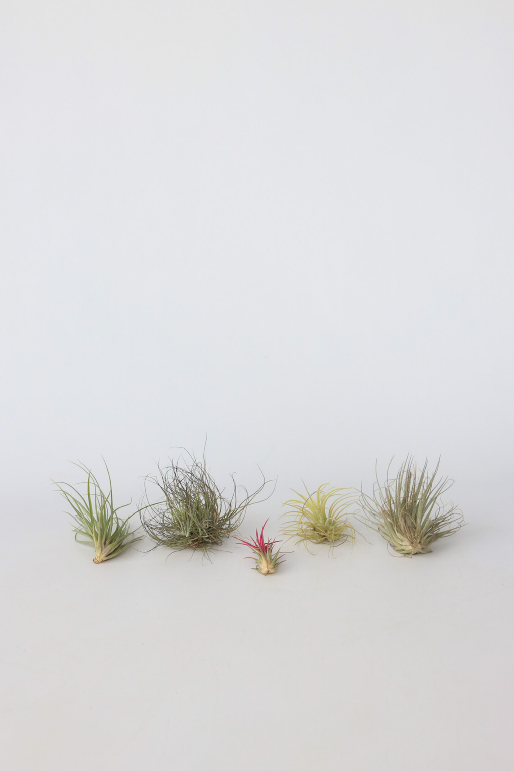 Lot De 6 Tillandsia – Plante D’Intérieur