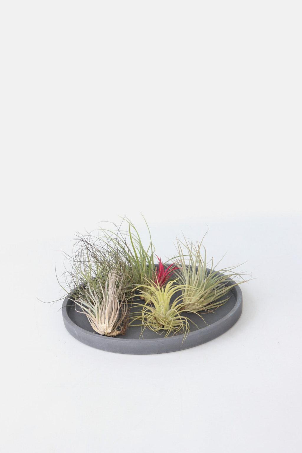 Lot De 6 Tillandsia – Plante D’Intérieur