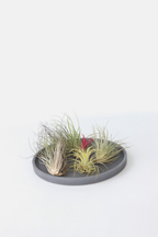 Lot De 6 Tillandsia – Plante D’Intérieur