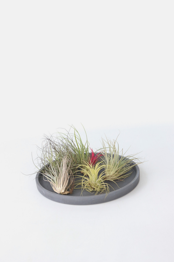 Lot De 6 Tillandsia – Plante D’Intérieur