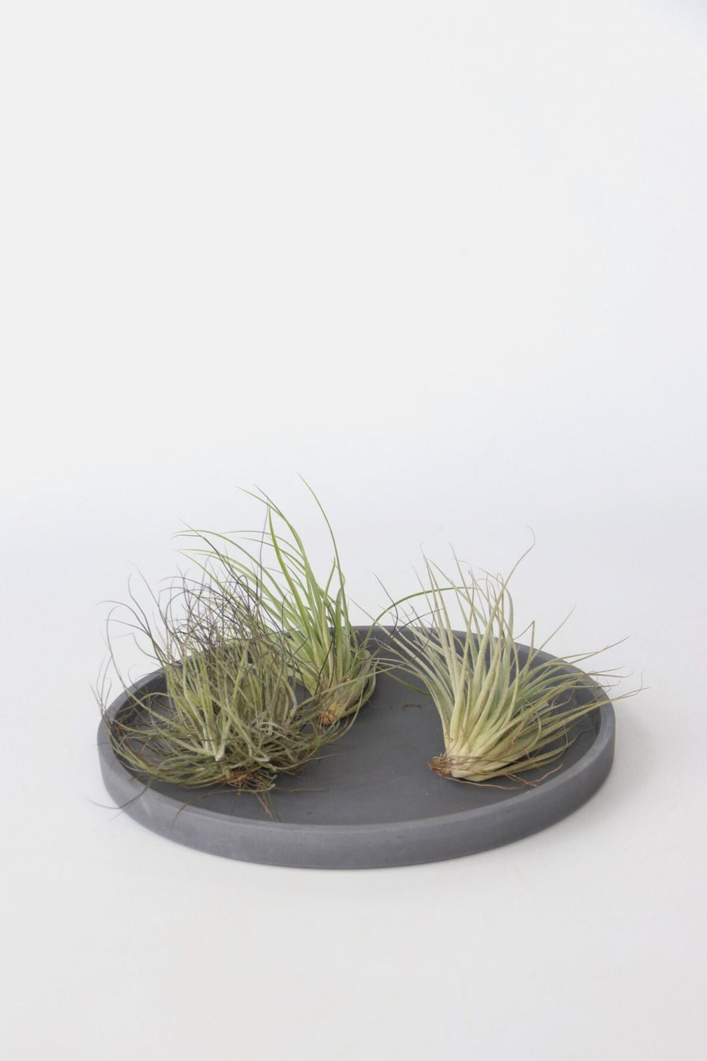 Lot De 6 Tillandsia – Plante D’Intérieur