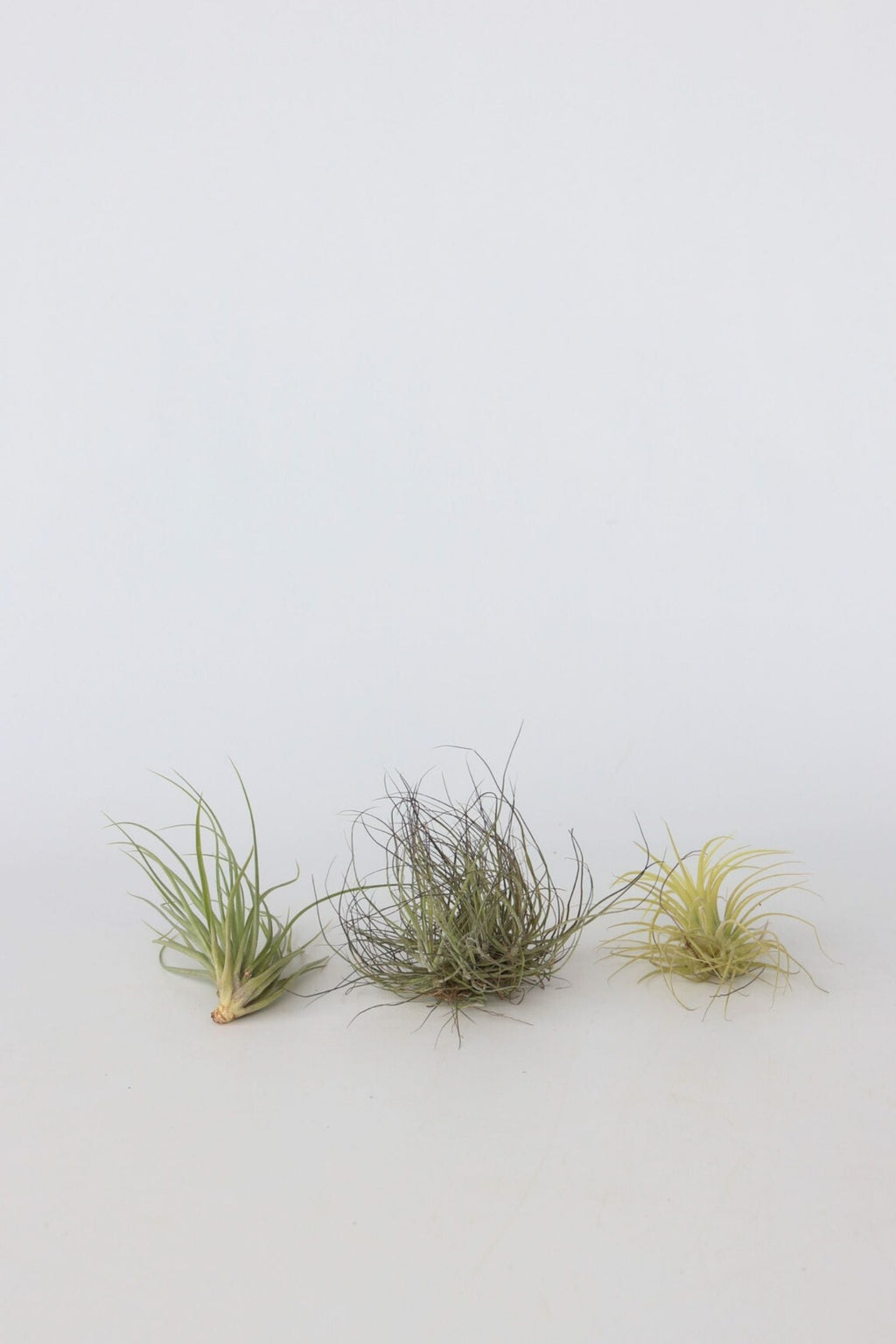 Lot De 6 Tillandsia – Plante D’Intérieur
