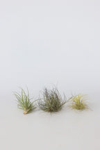 Lot De 6 Tillandsia – Plante D’Intérieur