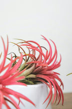 Lot De 6 Tillandsia – Plante D’Intérieur