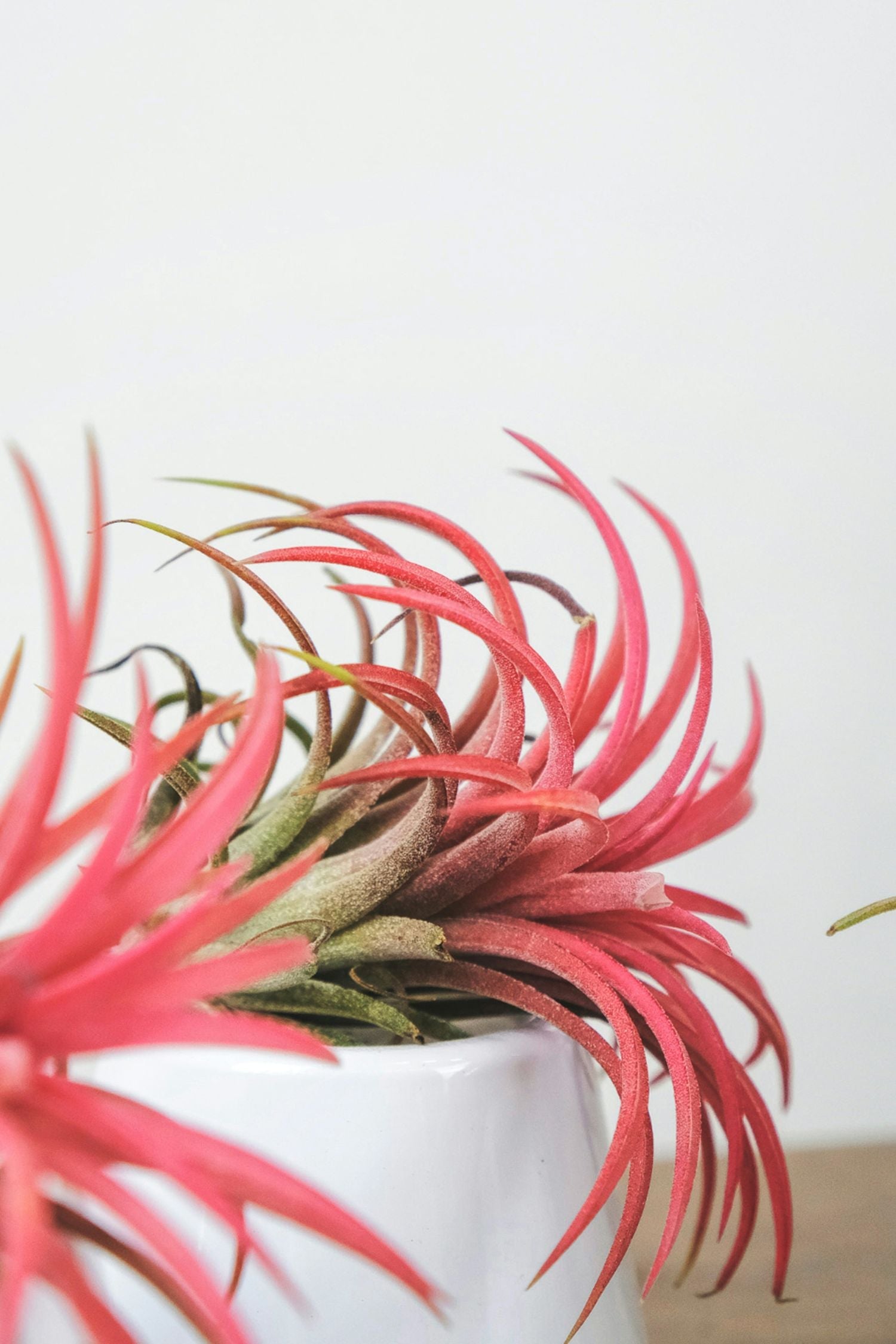 Lot De 6 Tillandsia – Plante D’Intérieur